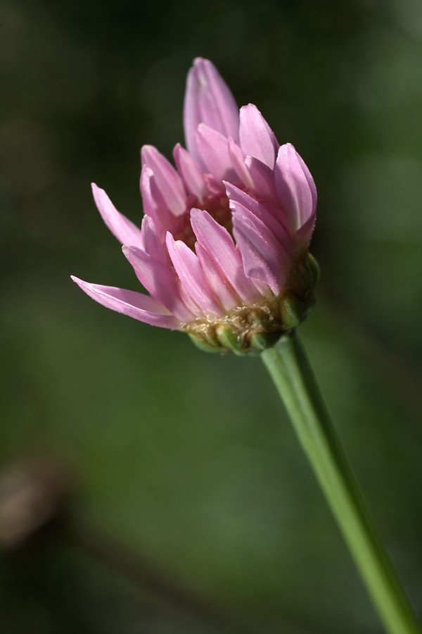 Pink Daisy Bud by Joy Watson